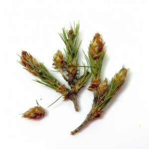 Bourgeons de pin V/5 Kg