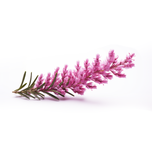 Bruyere fleur séchée S/250 g