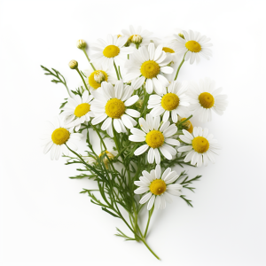 Camomille romaine fleur séchée S/250 g