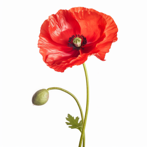 Coquelicot arome liquide F/100 ml
