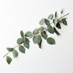 Eucalyptus arome liquide F/100 ml
