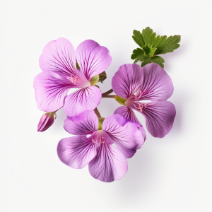Geranium arome liquide F/100 ml