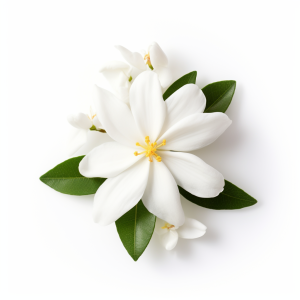 Jasmin arome liquide F/100 ml