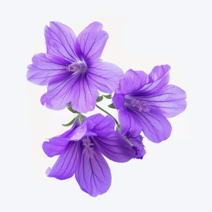 Mauve fleur séchée S/250 g