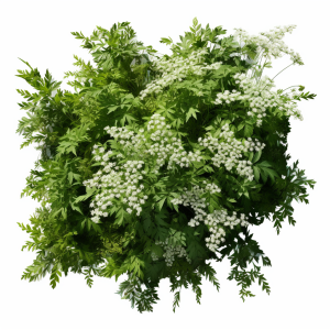 Reine des près sommites fleur séchée S/250 g