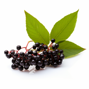 Sureau fleur séchée S/250 g
