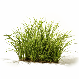 Vetiver huile essentielle F/30 ml